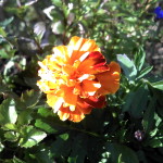 Tagetes